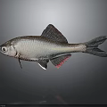 Silver Fish With Red Fins And Metallic Scales On Body