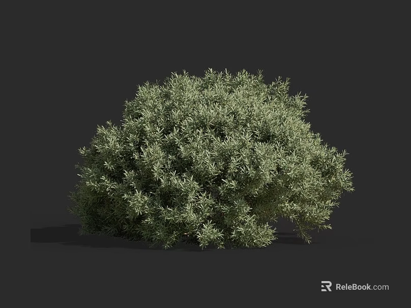 Green Leafy Shrub With Dense Foliage And Round Shape Against Dark Background 3d model