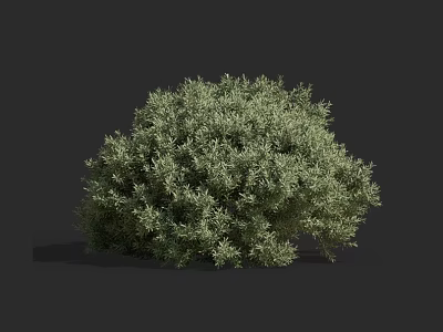 Green Leafy Shrub With Dense Foliage And Round Shape Against Dark Background 3d model
