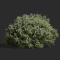 Green Leafy Shrub With Dense Foliage And Round Shape Against Dark Background 3d model