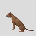 Calm Brown And White Dog Sitting On Gray Background Looking Alert 3d model