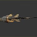 Fish Skeleton With Detailed Bone Structure Light Yellowish Beige Color On Grey Background 3d model