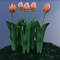 Pink and Yellow Gradient Tulips with Green Leaves Growing on Green Grass against Blue Background