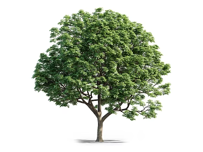 Lush Green Arbor With Full Canopy And Strong Trunk On White Background 3d model