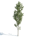 The Modern Tree 3d model