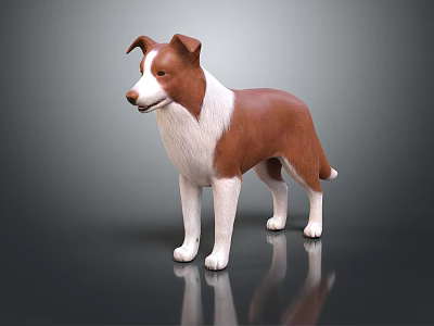 Brown and white dog standing on dark background with visible reflection on surface 3d model