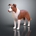 Brown and white dog standing on dark background with visible reflection on surface 3d model