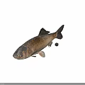 Gray Fish With Scales And Fins On Plain Gray Background