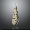 Spotted Conch Shell With Conical Shape Colorful Spots And Reflection On Gray Background