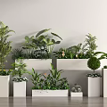 Various Types of Bonsai and Potted Green Plants in White Planters for Indoor Decor