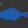 Silver Gray Fish With Red Eyes And Black Fins On Gray Background