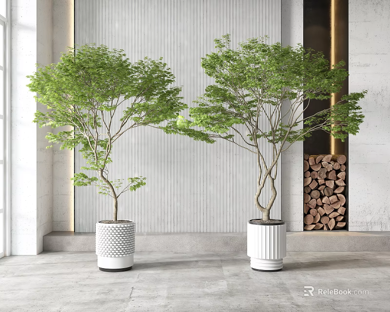Indoor Bonsai Plants In White Pots With Green Foliage And Striped Wall Background 3d model 