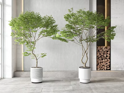 Indoor Bonsai Plants In White Pots With Green Foliage And Striped Wall Background 3d model