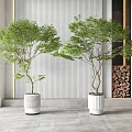 Indoor Bonsai Plants In White Pots With Green Foliage And Striped Wall Background