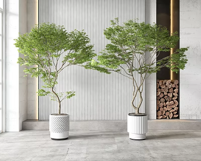 Indoor Bonsai Plants In White Pots With Green Foliage And Striped Wall Background 3d model