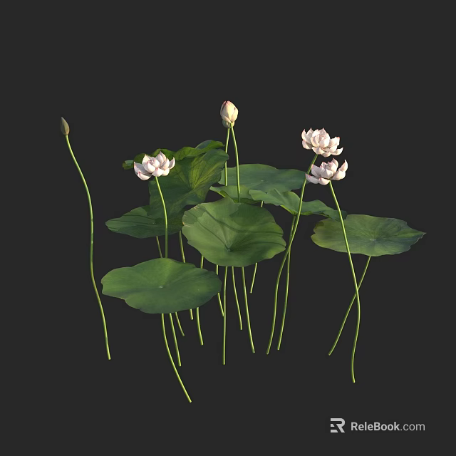 Beautiful Aquatic Lotus Plants With White Flowers Buds And Green Leaves 3d model 