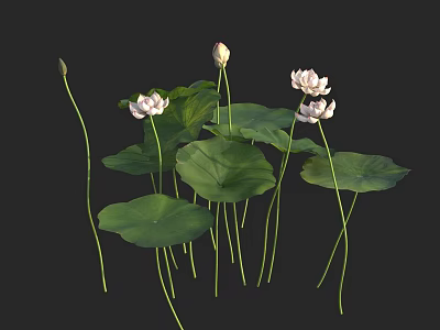 Beautiful Aquatic Lotus Plants With White Flowers Buds And Green Leaves 3d model