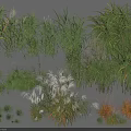 Diverse Garden Grasses and Herbaceous Plants with Natural Green Foliage for Landscaping