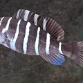 Black and White Striped Aquatic Fish With Prominent Fins And Round Eyes