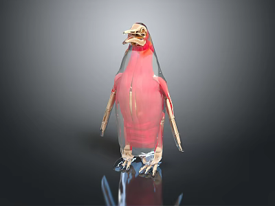 3D Bird Anatomical Model Showing Internal Organs And Hair Structure 3d model