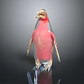 3D Bird Anatomical Model Showing Internal Organs And Hair Structure