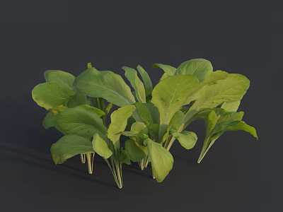 Bunch of Fresh Vibrant Bok Choy with Green Leaves and Crisp White Stems 3d model