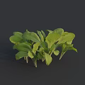 Bunch of Fresh Vibrant Bok Choy with Green Leaves and Crisp White Stems