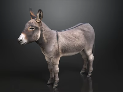 Gray Donkey Standing Against Black Background With Realistic Fur Details 3d model
