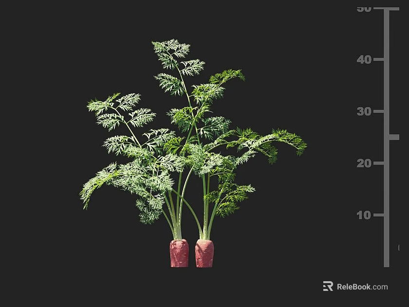 Fresh Carrots with Green Leaves and Red Roots Displaying Growth Size on Ruler Background 3d model 