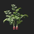 Fresh Carrots with Green Leaves and Red Roots Displaying Growth Size on Ruler Background