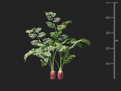 Fresh Carrots with Green Leaves and Red Roots Displaying Growth Size on Ruler Background 3d model
