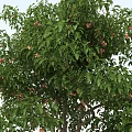 Lush Arbor Trees With Green Foliage And Fruits Against Clear Blue Sky And Light Ground
