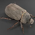 Dark Reptile With Rough Textured Skin And Extended Legs On Gray Background