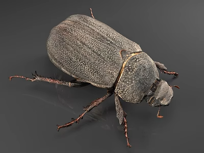 Dark Reptile With Rough Textured Skin And Extended Legs On Gray Background 3d model