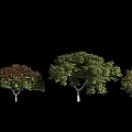Three Arbor Trees with Varied Leaf Colors for Garden Landscape Design