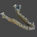 Animal Jawbone Skeleton With Sharp Teeth And Bone Structure Details