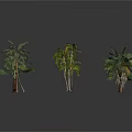 Tropical Palm Plants With Various Species Different Leaf Shapes Sizes And Heights For Decorative