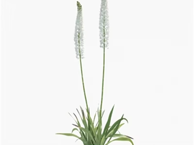 White Flowers With Tall Stems Green Leaves And Small White Blooms For Garden 3d model