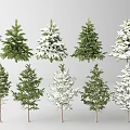 Collection of Arbor Trees with Green Foliage and Snow Covered Tops