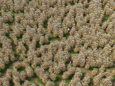 Dense Green And Brown Vegetation In Vast Neatly Planted Agricultural Rows 3d model