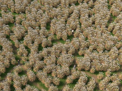 maze terrain meadow lawn autumn reed grass park flower border shrub cluster 3d model