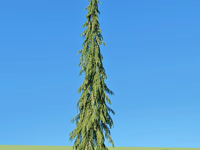 Tall Arbor With Dense Green Foliage Against Clear Blue Sky On Green Grass 3d model