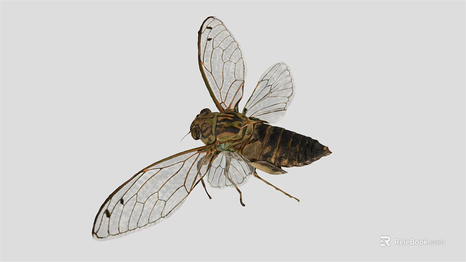 Cicada Flying Insect With Transparent Wings And Detailed Body Structure 3d model 