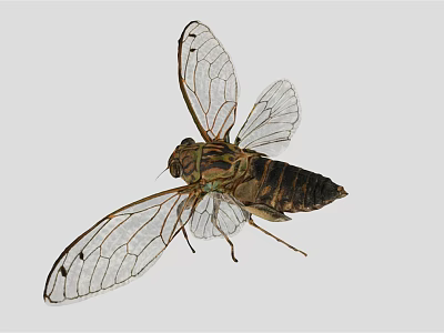 Cicada Flying Insect With Transparent Wings And Detailed Body Structure 3d model