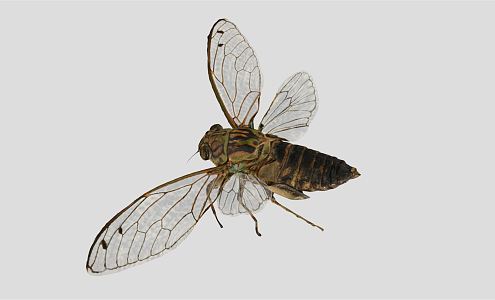 Modern Bugs 3d model