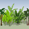 Various Tropical Arbor Species With Large Green Leaves And Lush Foliage