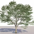 Green Leafy Arbor with Light Trunk Round Base and Shadow on Sandy Ground 3d model