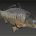 Realistic Carp Fish With Detailed Scales And Natural Body Shape In Outdoor Display Setting