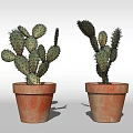 Green Potted Cactus Succulent Plants In Terracotta Pots For Indoor Decor