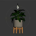 Houseplant With Green Leaves And White Flowers In Gray Pot On Orange Legged Stand